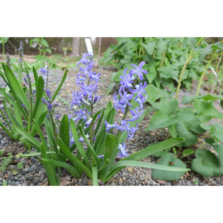 Hyacinthus orientalis 'Blue Festival' - common hyacinth