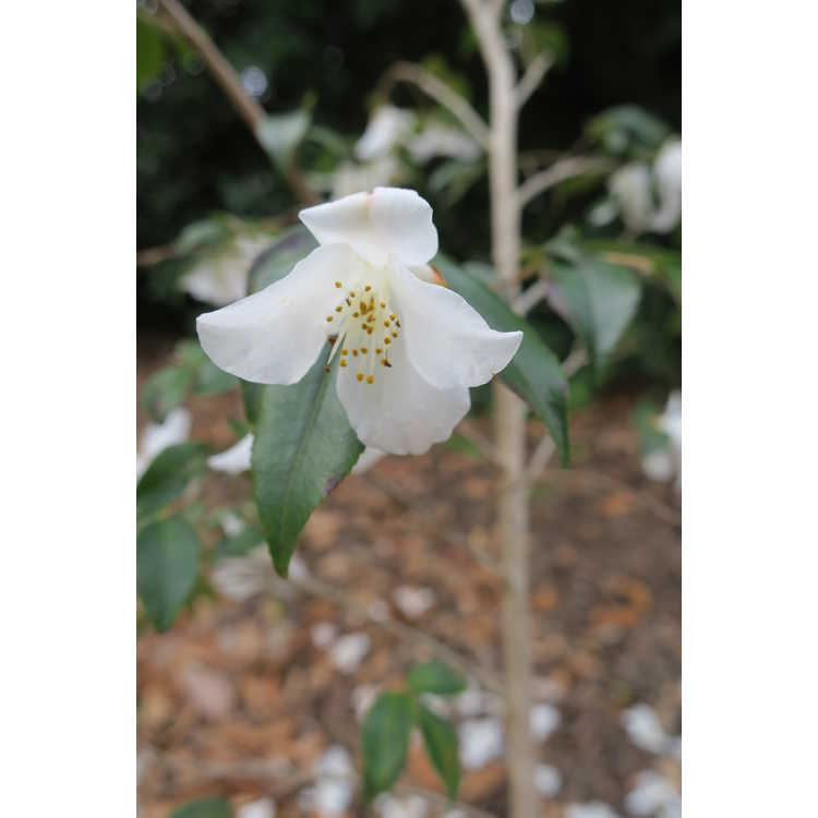 Camellia 'Wirlinga Bride'