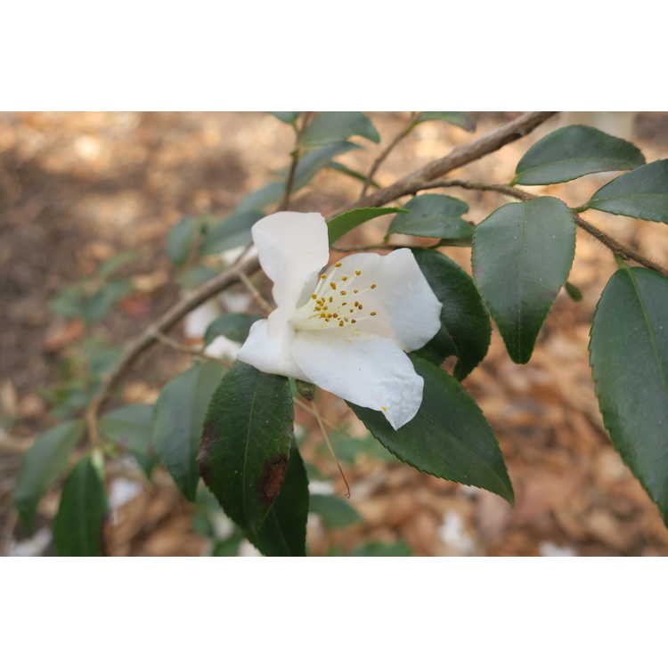 Camellia 'Wirlinga Bride'