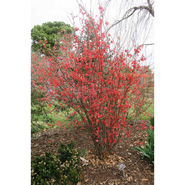 Chaenomeles 'Scarff's Red'