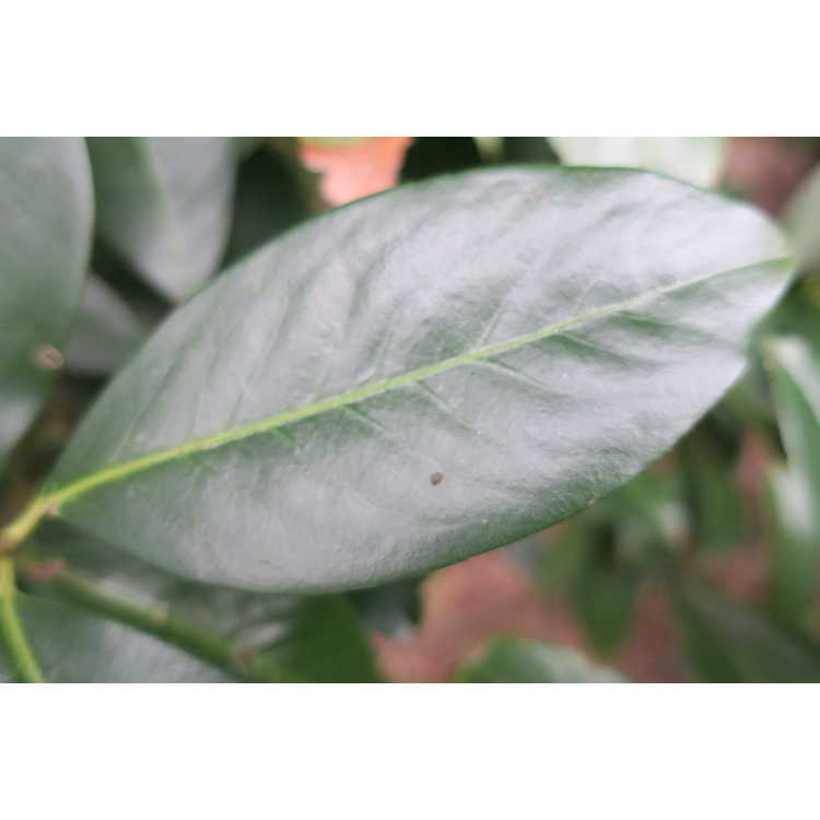 Prunus laurocerasus 'Majestic Jade' - common cherrylaurel