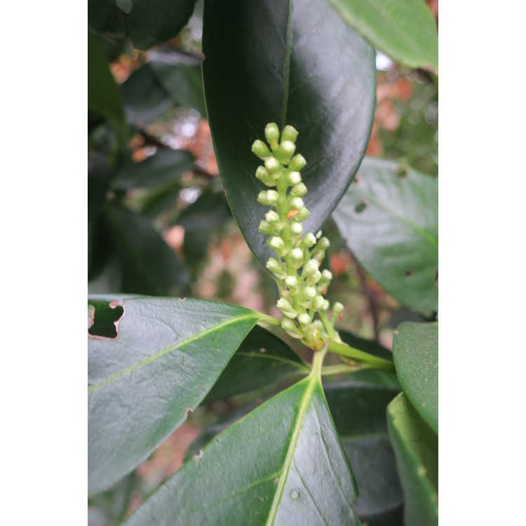 Prunus laurocerasus 'Majestic Jade' - common cherrylaurel