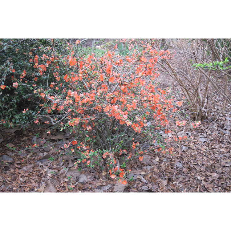 Chaenomeles ×superba 'Mandarin'