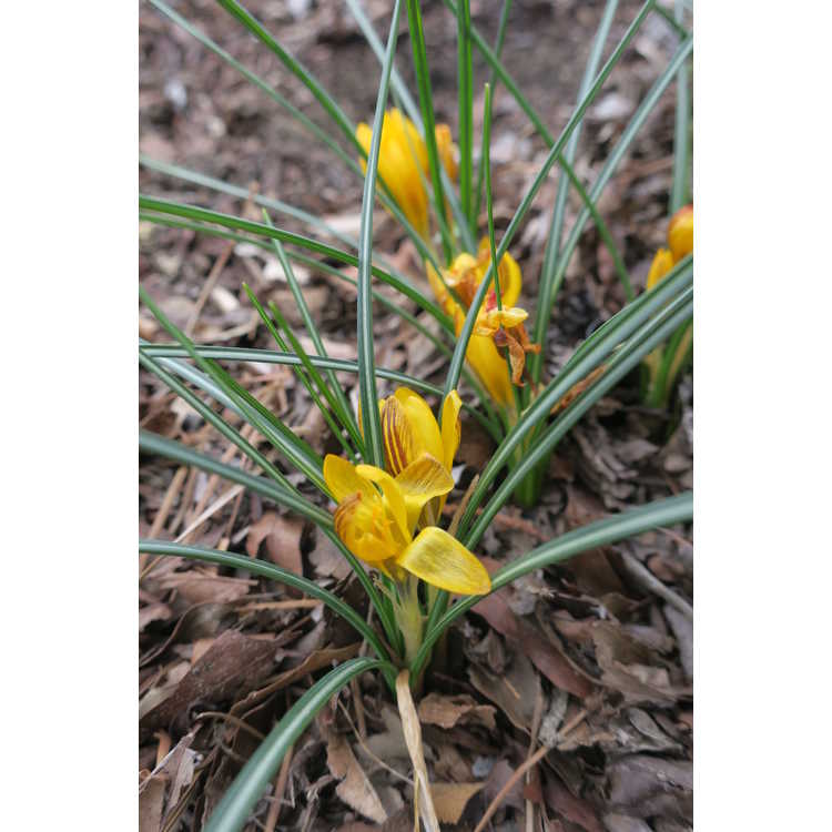 Crocus chrysanthus 'Goldilocks' - spring crocus