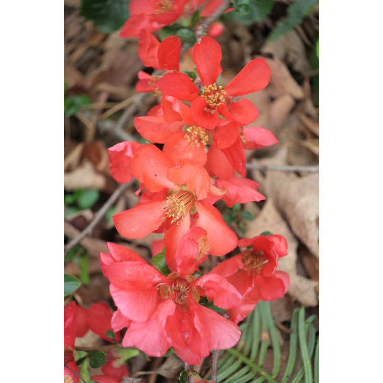 Chaenomeles ×superba 'Texas Scarlet' - hybrid flowering quince