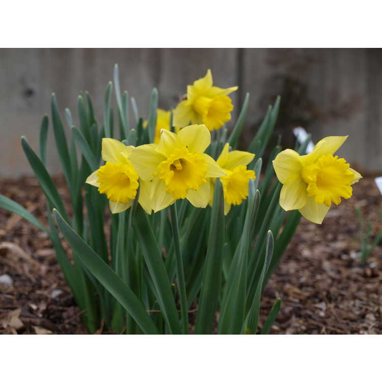 Narcissus 'Rijnveld's Early Sensation' - trumpet daffodil