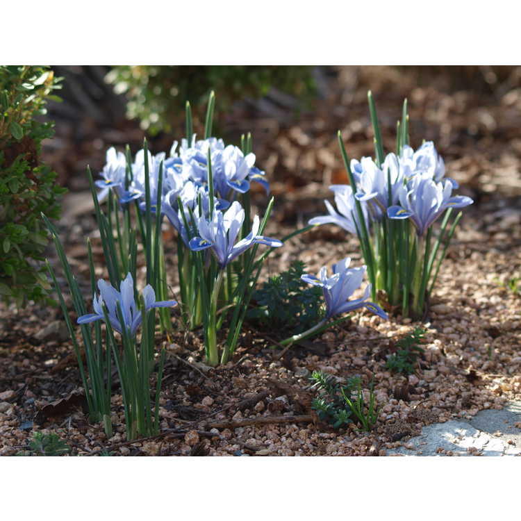 Iris [Reticulata Group] 'Alida' - netted iris