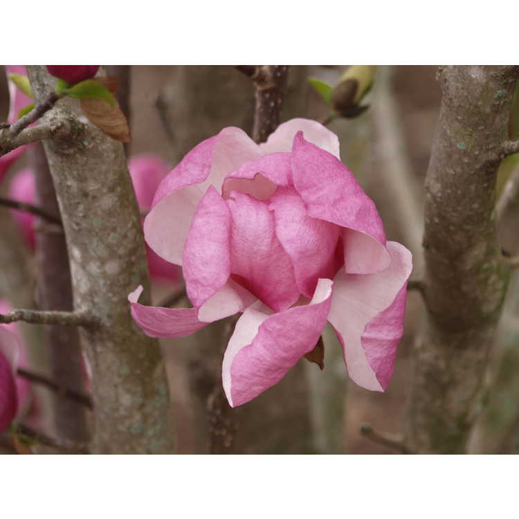 Magnolia Pink Delight