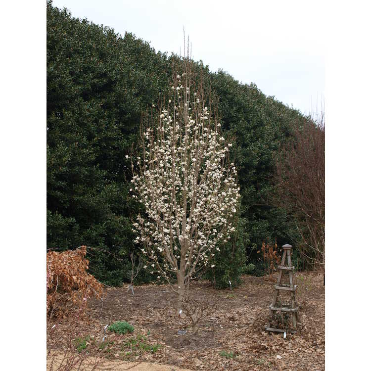 Magnolia kobus (fastigiate)