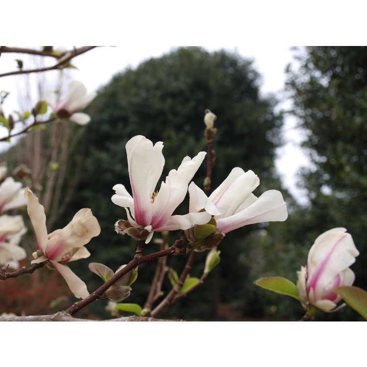 Magnolia kobus fastigiate