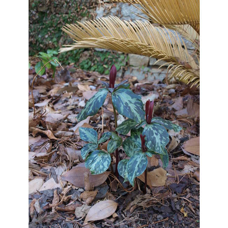 Trillium maculatum Gainesville, FL form