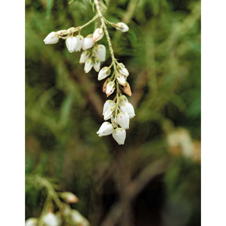 Pieris japonica 'Pygmaea' - pygmy Japanese andromeda