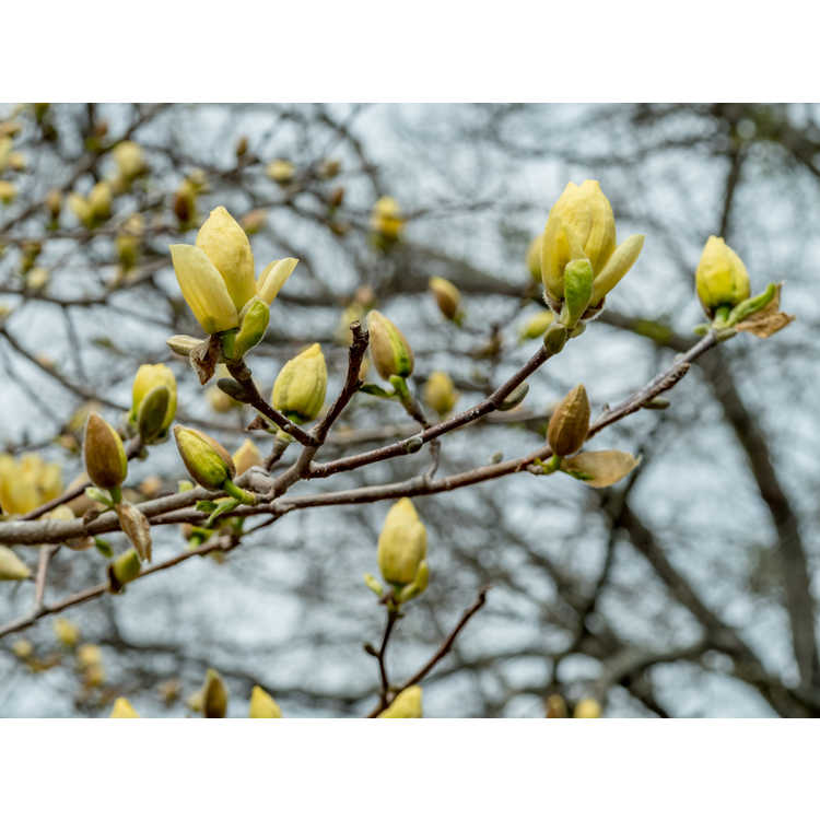 Magnolia 'Lois' - Brooklyn Botanic Garden hybrid magnolia