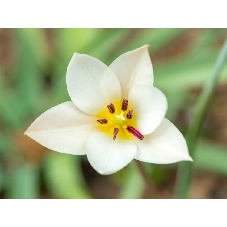 Tulipa 'Tinka' - tulip