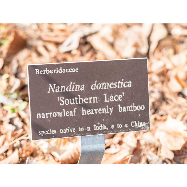 Nandina domestica 'Southern Lace'