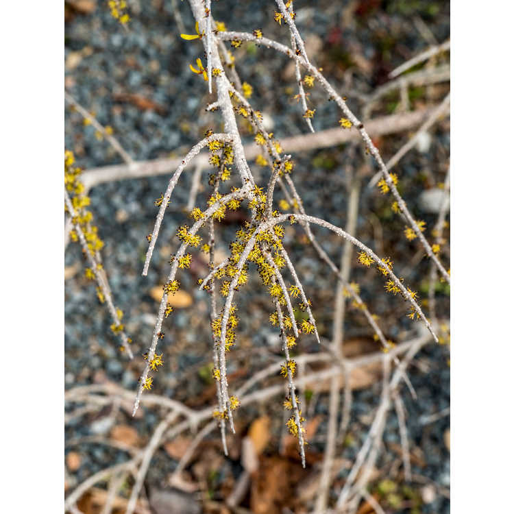 Forestiera angustifolia 'Weeping' - weeping desert olive