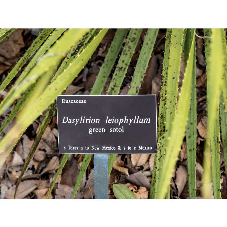Dasylirion leiophyllum - green sotol