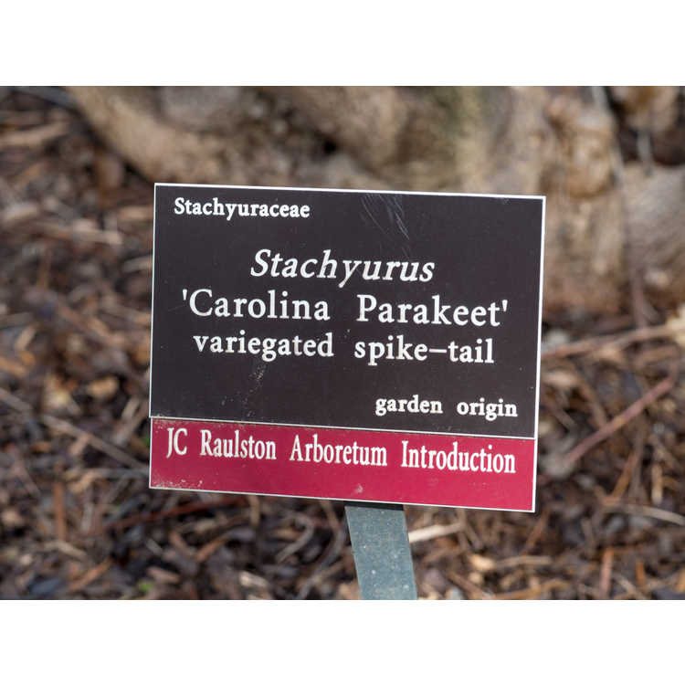Stachyurus 'Carolina Parakeet' - variegated spike-tail