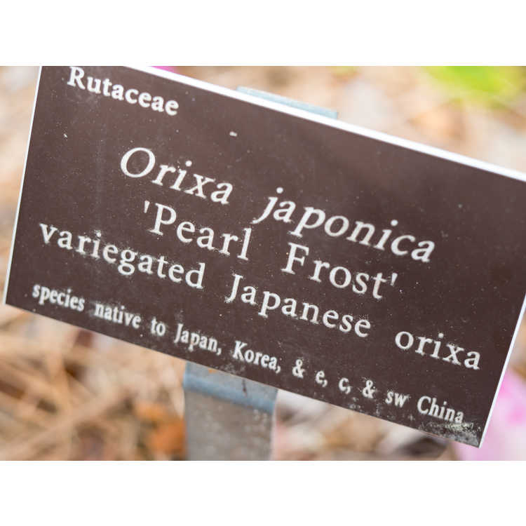 Orixa japonica 'Pearl Frost' - variegated Japanese orixa