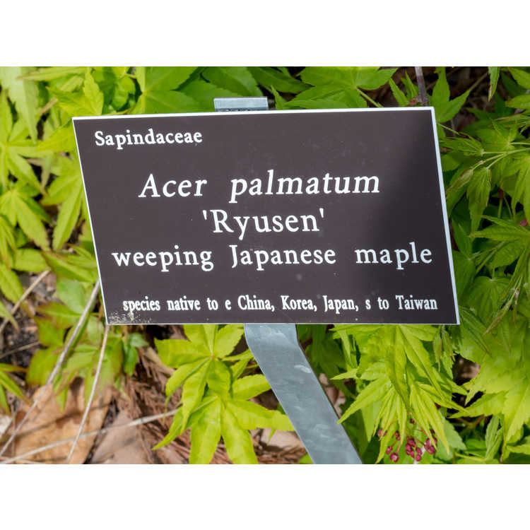 Acer palmatum 'Ryusen' - weeping Japanese maple