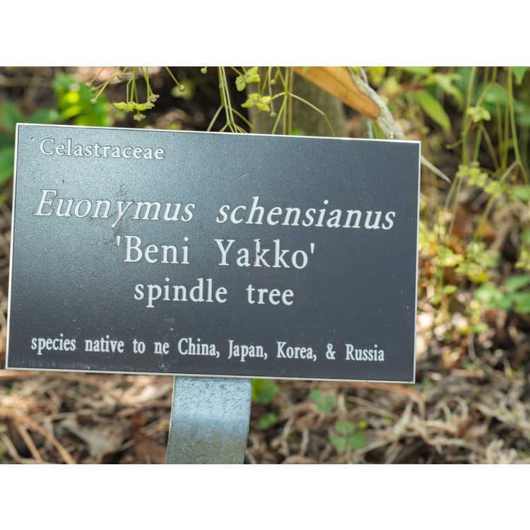 Euonymus schensianus 'Beni Yakko'
