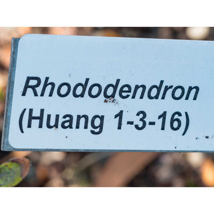 Rhododendron (Huang 1-3-16)