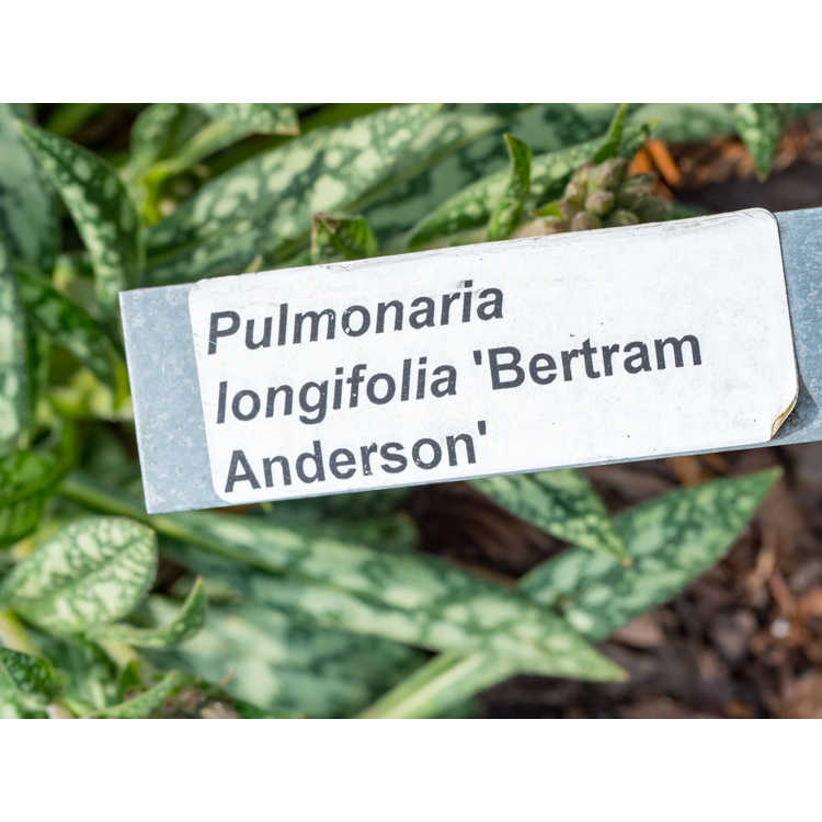 Pulmonaria longifolia 'Bertram Anderson'