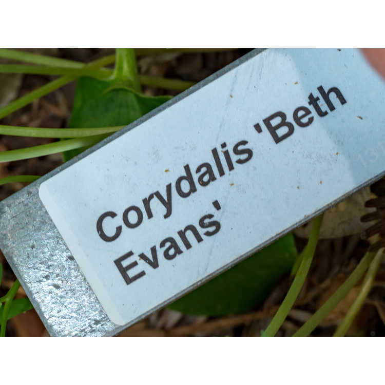 Corydalis solida 'Beth Evans' - fumewort