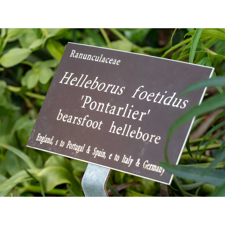 Helleborus foetidus 'Pontarlier' - bearsfoot hellebore