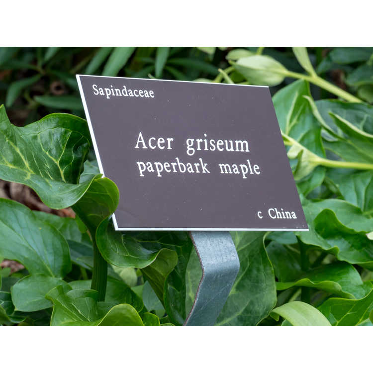 <em>Acer griseum</em>