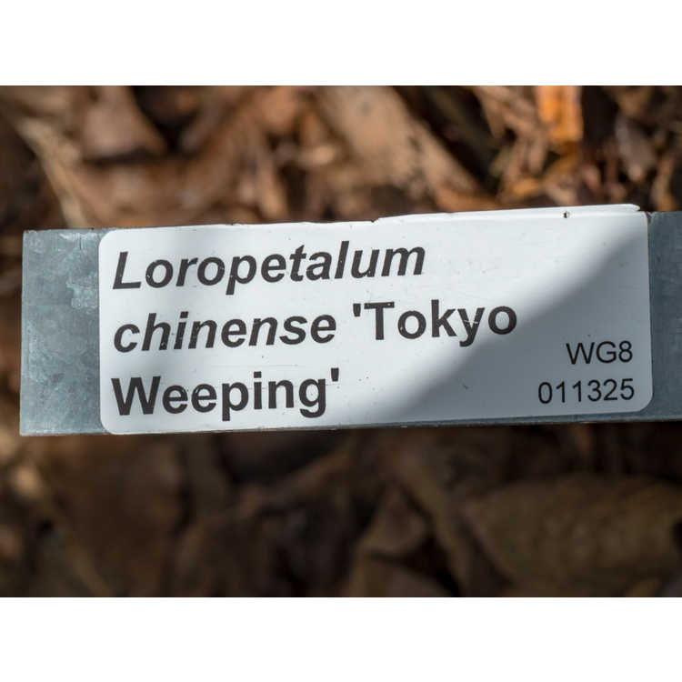 Loropetalum chinense 'Tokyo Weeping'