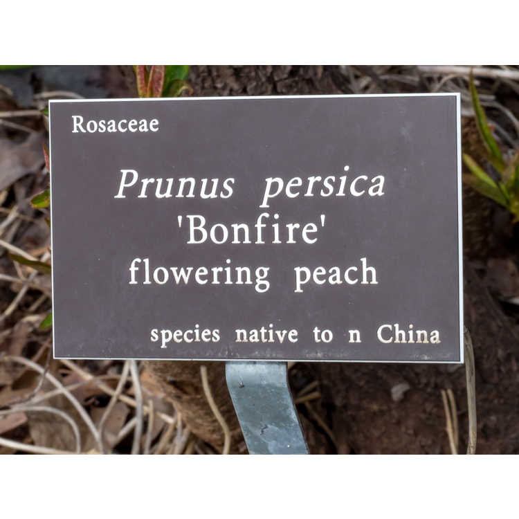 Prunus persica 'Bonfire'