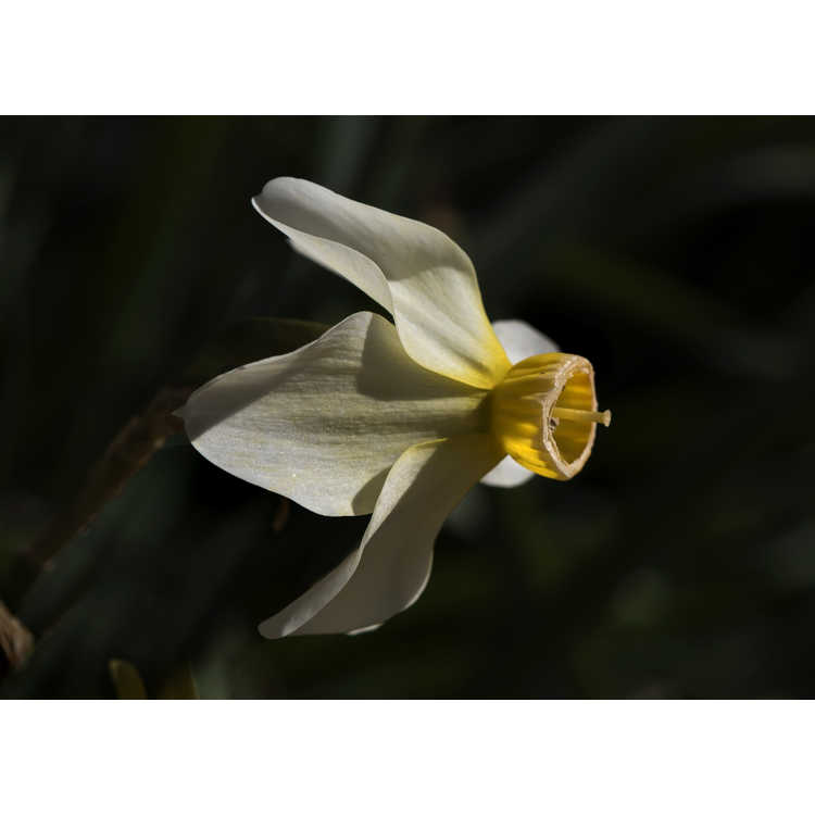 Narcissus 'Beryl'