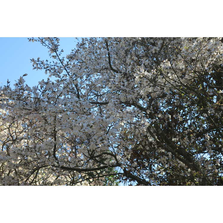 Magnolia salicifolia 'Miss Jack' - anise magnolia