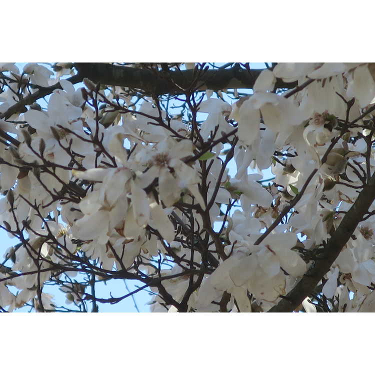 Magnolia salicifolia 'Miss Jack' - anise magnolia