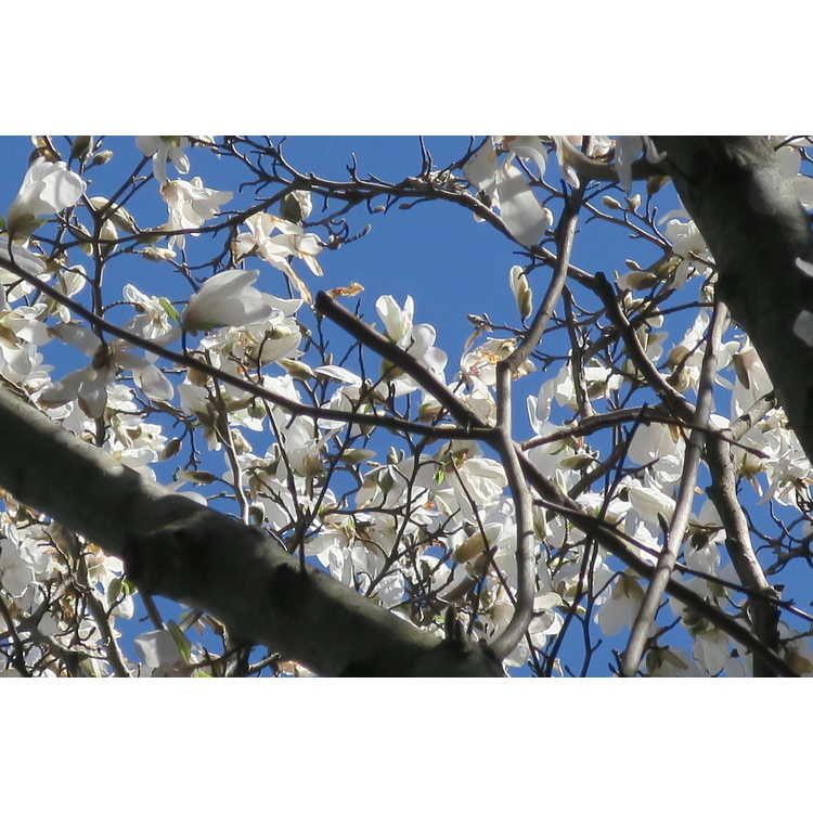 Magnolia salicifolia Miss Jack