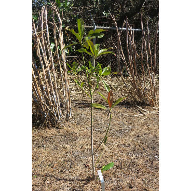 Magnolia grandiflora 'STRgra' × M. grandiflora 'Kay Parris' - hybrid magnolia