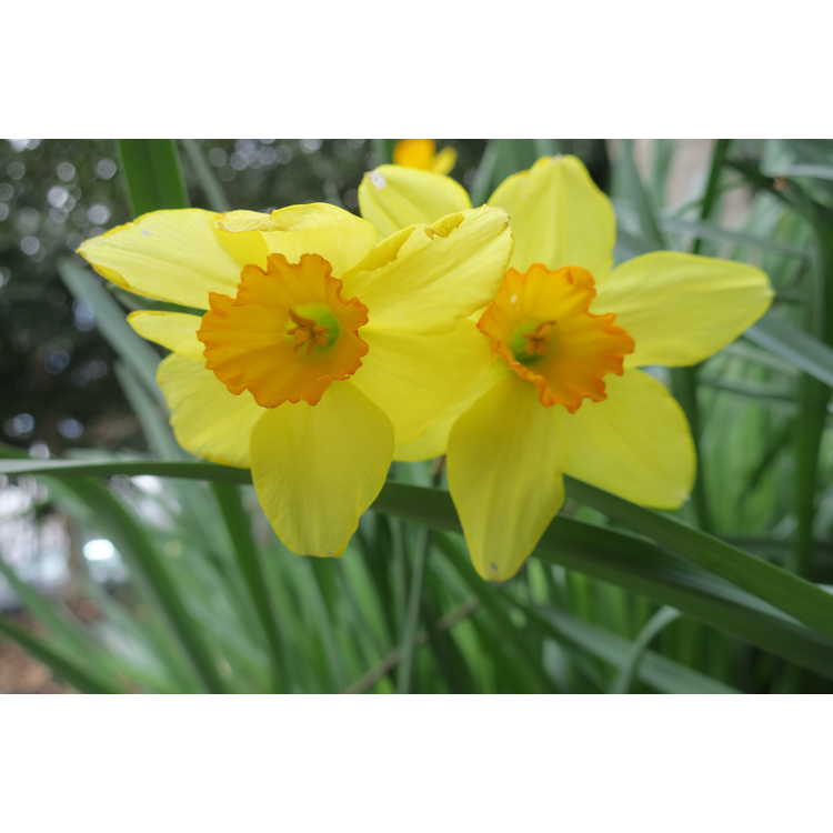 Narcissus 'Ballintoy' - large-cupped daffodil