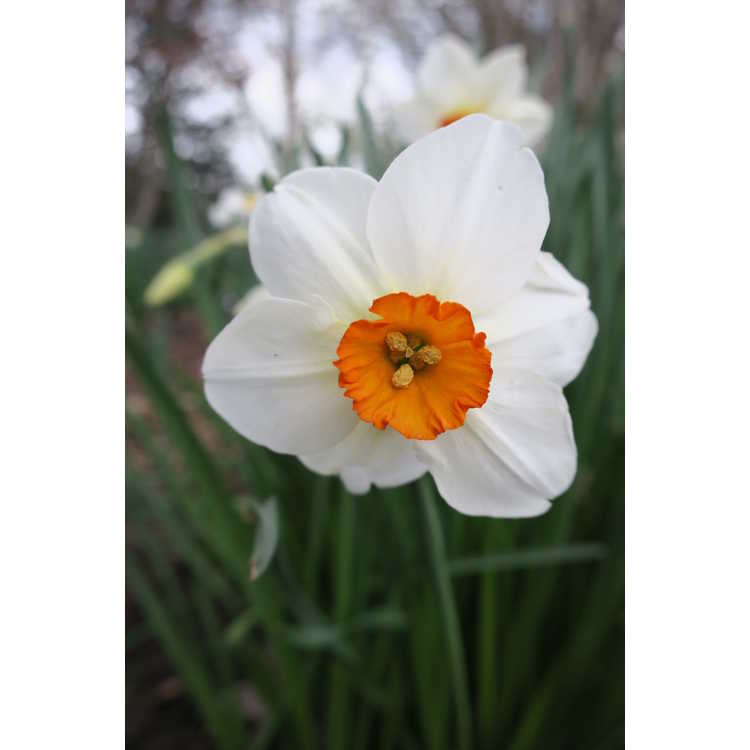Narcissus Matapan