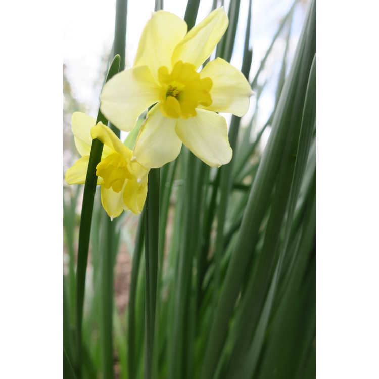 Narcissus 'Dolly Mollinger' - papillon daffodil