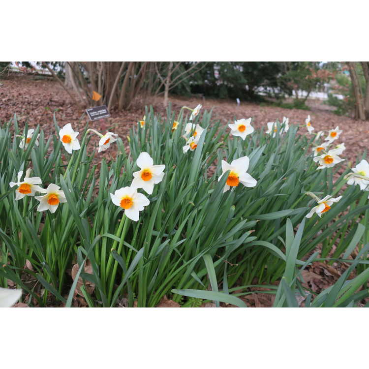 Narcissus 'Redhill' - large-cupped daffodil