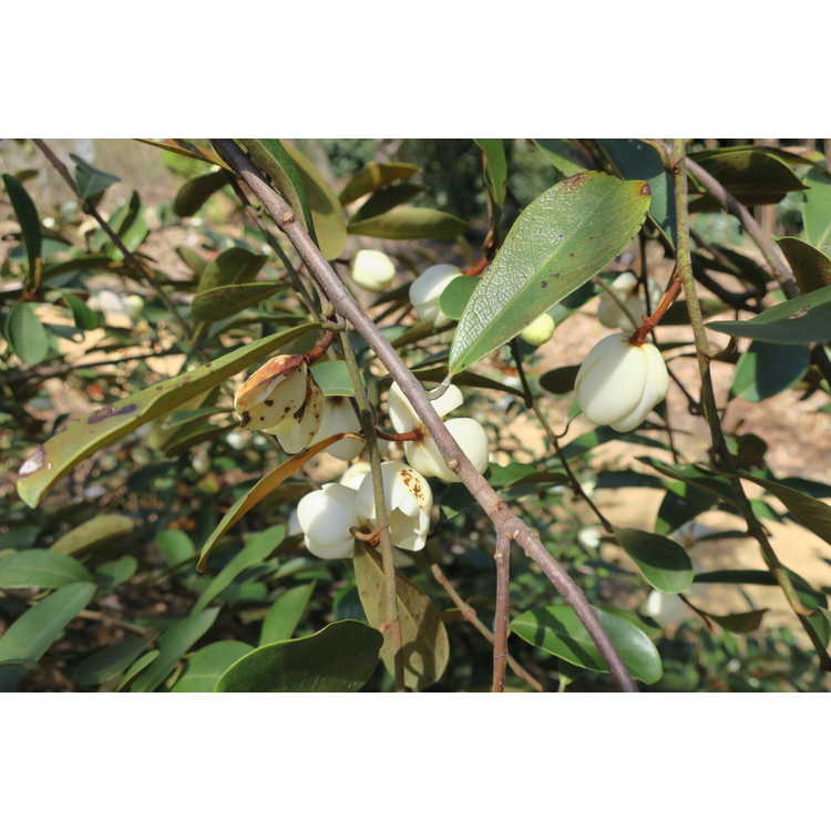 Magnolia laevifolia 'Snowbird' - shrubby michelia