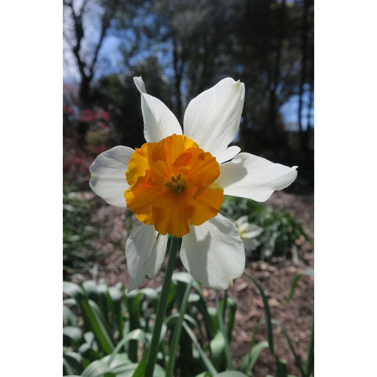 Narcissus 'Barrett Browning' - small-cupped daffodil