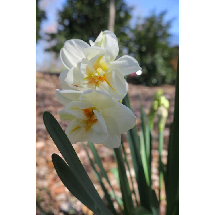 Narcissus 'White Butterfly' - large-cupped daffodil