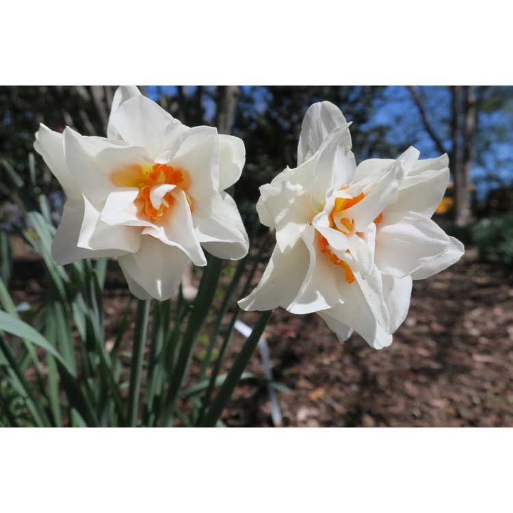Narcissus Honolulu