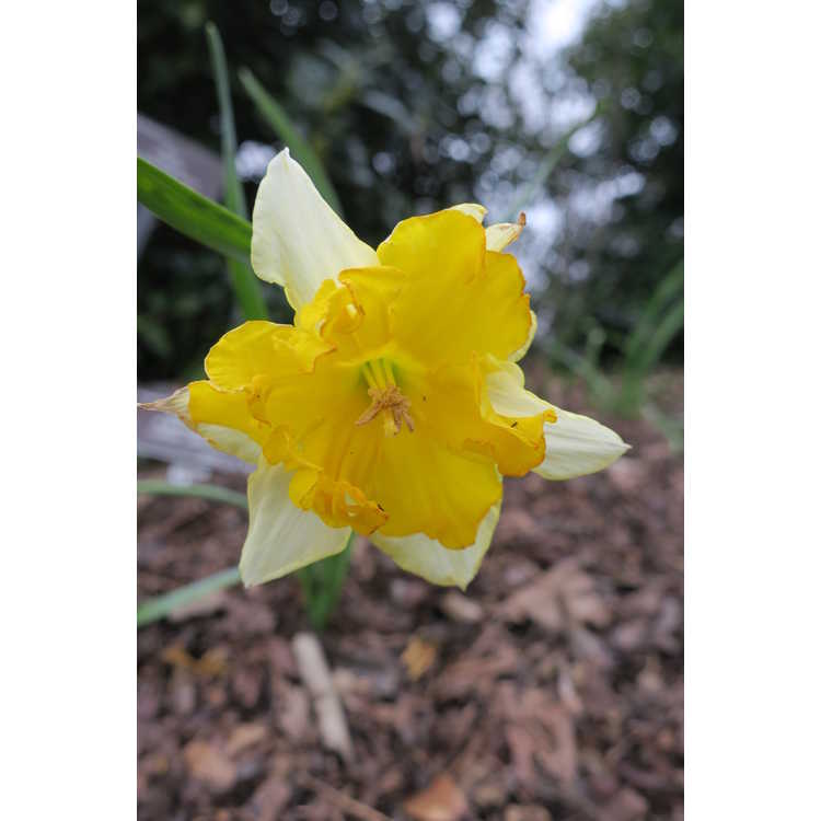 Narcissus 'Chanterelle'