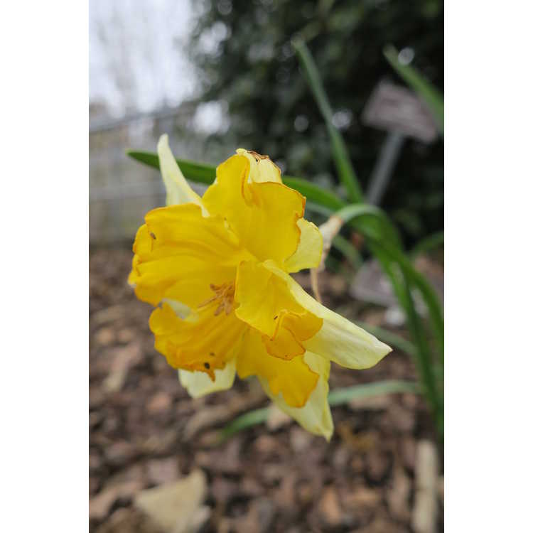 Narcissus 'Chanterelle'