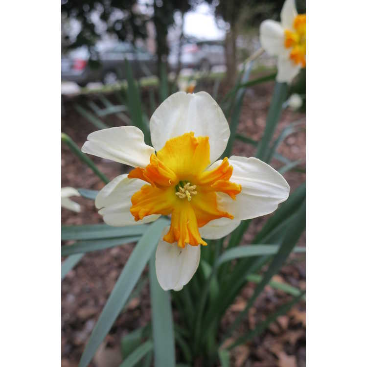 Narcissus 'Parisienne' - collar daffodil