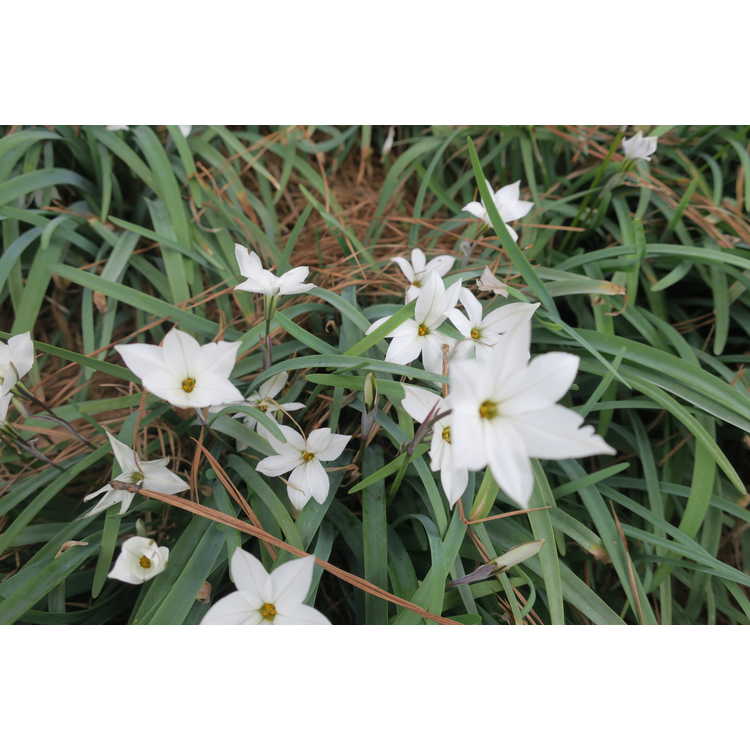 Ipheion 'Alberto Castillo' - star flower