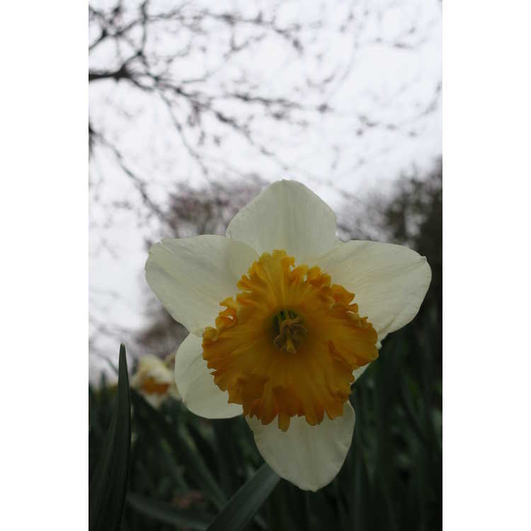 Narcissus 'Virginia Sunrise' - large-cupped daffodil